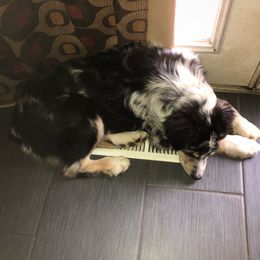 Australian Shepherd All Grown Up from K & R Australian Shepherds