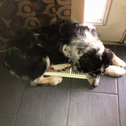 Australian Shepherd All Grown Up from K & R Australian Shepherds