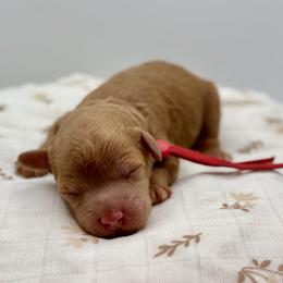 Alvin - Red  male Poodle puppy in Munster, Indiana from Miranda’s Sunshine Poodles and Doodles