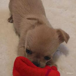 AKC Darla - Fawn female Chihuahua puppy in Bloomington, Indiana from TJs Chihuahuas