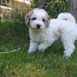 Bernedoodle Puppies from Puppy Place