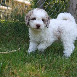 Bernedoodle Puppies from Puppy Place