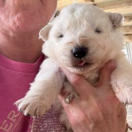Male 5 - White male Maremma Sheepdog puppy in New Auburn, Wisconsin from Cordell Corgis