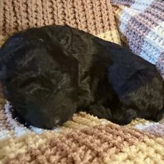 Mudi puppies from Ewenique Kennels