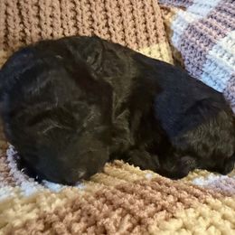 Mudi puppies from Ewenique Kennels