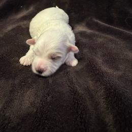 Boscoe - White male Coton de Tulear puppy in Timber, Oregon from Sterling’s Sweet Cotons