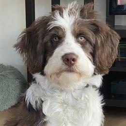 Australian Mountain Doodle puppies from Woodbriar Wags