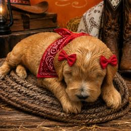 Sweetness - Cream female Goldendoodle puppy in Aurora, Illinois from Chicago Goldendoodles