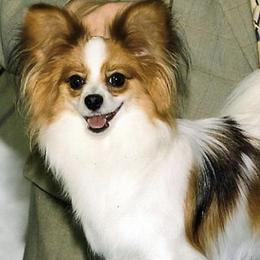 Papillons from Grandemaison Papillons