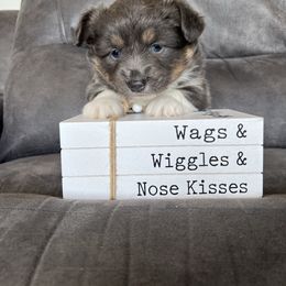 Penny - Gray and white female American Corgi puppy in Stuart, Iowa from Johnson Family Corgis and more