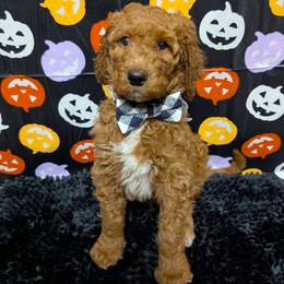Gage - Apricot male Goldendoodle puppy in Yale, Michigan from Angie's Goldendoodles/Angies doodles LLC