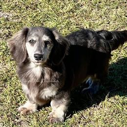 Skye - Dachshund
