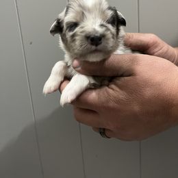 Australian Shepherd Puppies from Juno Homestead Aussies
