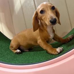 Monty's - Cream male Dachshund puppy in Lake City, Florida from My Ditzy Doxies of Florida