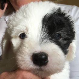 Old English Sheepdogs from Snowdowne Too Annex