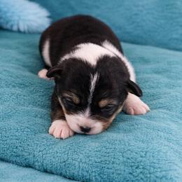 19 Teal Collar - Black and tan male Pembroke Welsh Corgi puppy in Port Republic, Maryland from Bestfurends