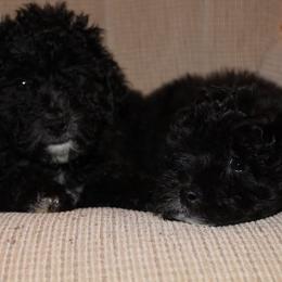 Female 1 - Black and white female Aussiedoodle puppy in Belgreen, Alabama from Scott’s Farm Poodles and Doodles