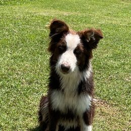 Freckles - Australian Shepherd