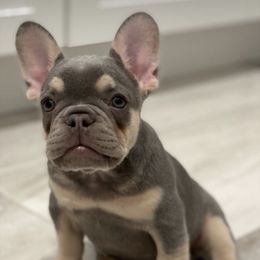 Belmont - French Bulldog