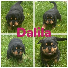 Rottweiler Puppies from Vom Jager Haus Rottweilers