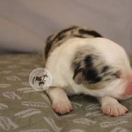 Oscar - Blue merle male Australian Shepherd puppy in Colorado Springs, Colorado from Dawn 2 Dusk Ranch