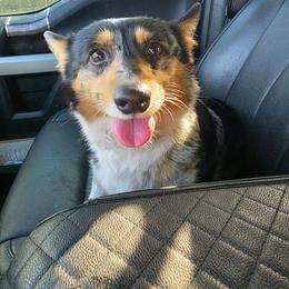 American Corgi puppies from Mulkeys Little Corgis