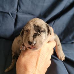 Female 2 - Merle female Great Dane puppy in Columbia Stat, Ohio from Rocky Road Chocolate Danes