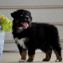 Peanut - Black tri-color male Australian Shepherd puppy in Glenville, Pennsylvania from Rolling Hills Australian Shepherds