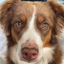 Ruby - Miniature Australian Shepherd