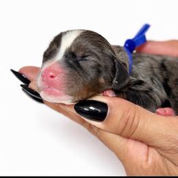 Elvis - Merle male Assorted Doodle Crosses puppy in Yuciapa, California from AlltheDoodlez_