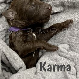 Poodle Puppies from Agape Standard Poodles