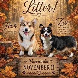 Pembroke Welsh Corgi puppies from Corgis of the Mountain Valley