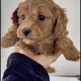 Red, Apricot  Female - Red  female Goldendoodle puppy in Clarksville, Tennessee from Tennessee Goldendoodles, since 2014