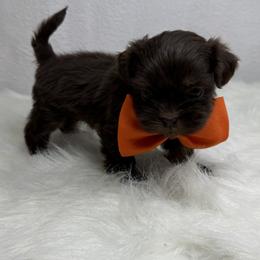 Heath - Chocolate male Shih Tzu puppy in Columbia, Kentucky from Lisa Bandy Luxe Shih Tzu