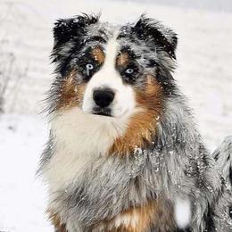 Cash - Miniature Australian Shepherd