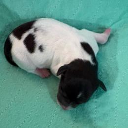 Diamond - Black white and tan male Rat Terrier puppy in Savoy, Texas from Rockin EZ Rat Terriers