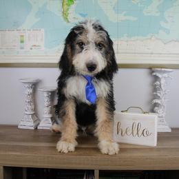 Boy 3 - Tri-color Bernedoodle puppy in Riverdale, Utah from La Di Da Doodles