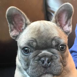French Bulldog Puppies from San Juan Frenchies