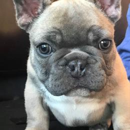 French Bulldog Puppies from San Juan Frenchies