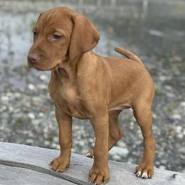 Nat'l Champion's daughter - Golden rust female Vizsla puppy in Palmer, Alaska from Parker Ranch