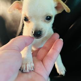 Butter - Cream male Chihuahua puppy in Framingham, Massachusetts from Boston Chi Chis