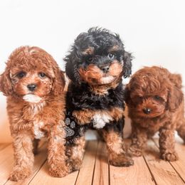 Cavapoo puppies from Freckle Paw Family