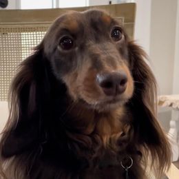 Bear - Dachshund