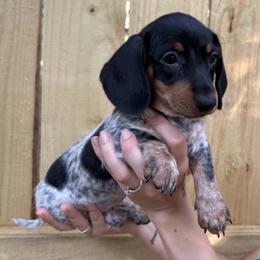 Daisy - Piebald female Dachshund puppy in Mountain Home, Arkansas from The Teacup Homestead Miniature Dachshunds