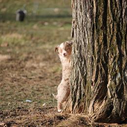 Border Collie, English Setter, and Miniature American Shepherd Puppies from First Harmony Farms