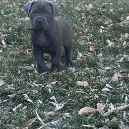 Dasher - Gray male Cane Corso puppy in Utah from 3Lake Kennelz