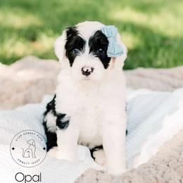 Aussiedoodle, Australian Shepherd, Old English Sheepdog, and Sheepadoodle Puppies from Star Garnet Pups
