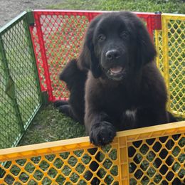 Maria OFA - Black female Newfoundland puppy in Falmouth, Michigan from Dyer Lake Newfoundland’s