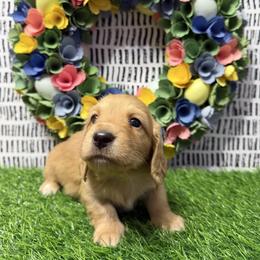 Porter - Cream male Dachshund puppy in Bald Knob, Arkansas from Victoria’s Dachshunds