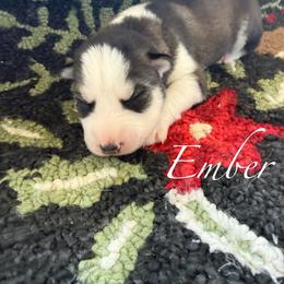 Ember - Gray and white female Siberian Husky puppy in Gardner, Kansas from Husky Love and Pups